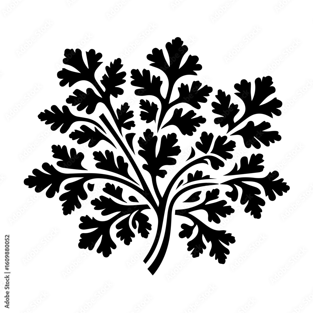 Fototapeta premium Black Silhouette of a Fern Leaf Cluster