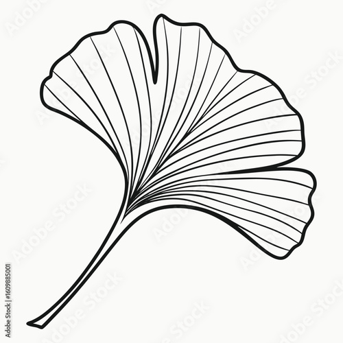 The ginkgo biloba leaf is showing distinct veins with minimalist black line on white