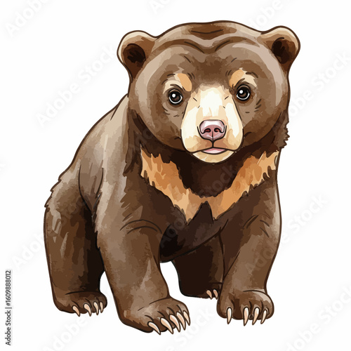 Cute Sun Bear Cub Illustration Isolated Wildlife Animal Drawing Adorable Malayan Bear Graphic