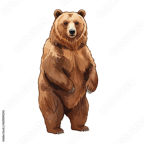 Majestic brown bear standing upright on white background wildlife mammal illustration