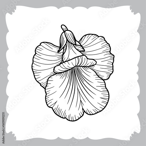Detailed Black and White Line Art of a Sweet Pea Flower