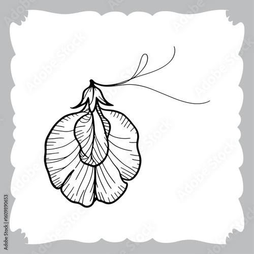 Line Art of a Pea Flower, Showing Petals, Stem, and Leaf