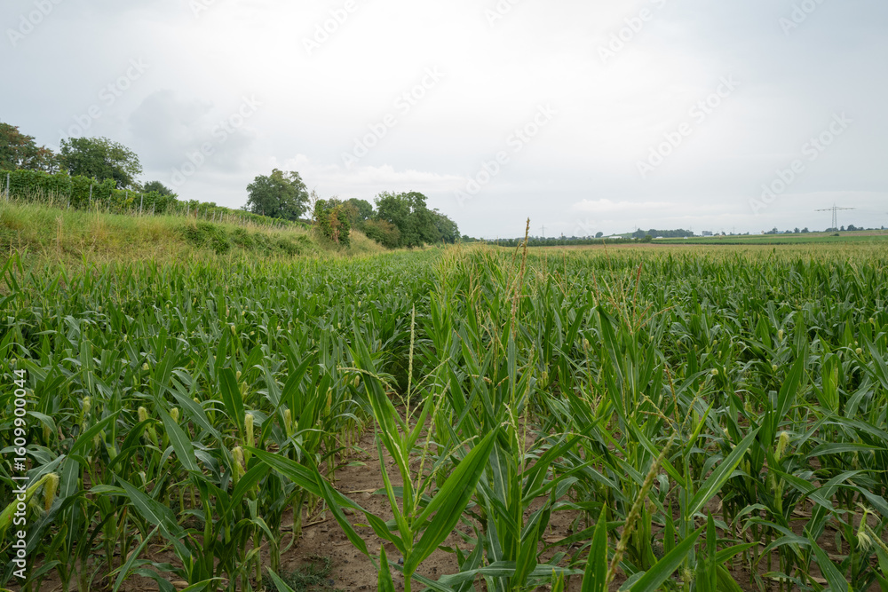 Maisfeld im Juli Maisfeld im Juli