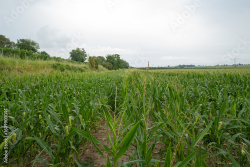 Maisfeld im Juli