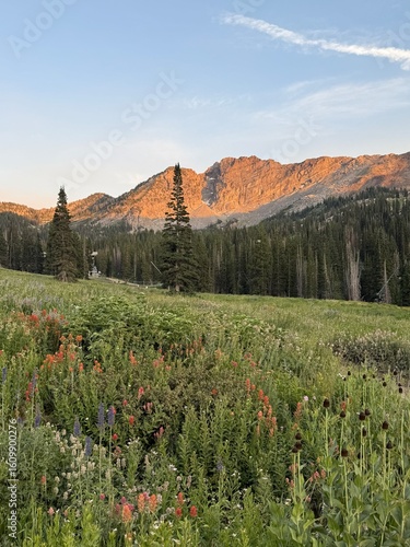 mountain flowers at sunset