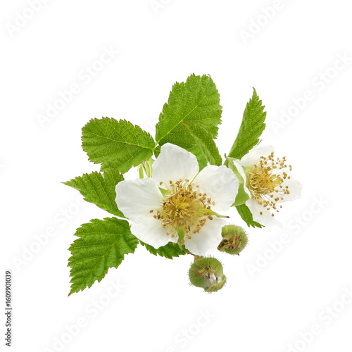 Blooming branch of wild blackberry or dewberry with buds and flower isolated on white background. Flower vignette, design element.