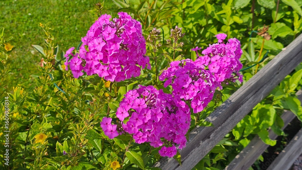 Obraz premium Sweden. Phlox paniculata is a species of flowering plant in the phlox family (Polemoniaceae). It is native to parts of the eastern and central United States. 