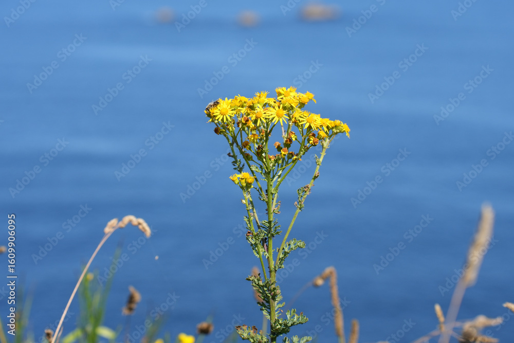 Obraz premium A single yellow wildflower stands against the blurred background of the deep blue sea on the coast of Brittany.