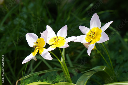 A close-up of two delicate Trout Lily (Erythronium) flowers with white petals and yellow centers, blooming in a green garden.