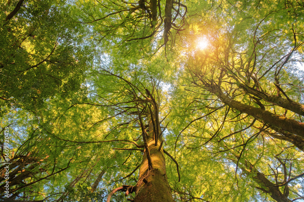Obraz premium Up from the bottom view of the tops of trees with green foliage, the top of forest trees among which the rays of the sun break through