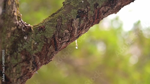 Wallpaper Mural Rich, textured shot of natural mastic forming droplets. Warm sun backlights the branch as the resin thickens and shimmers Torontodigital.ca