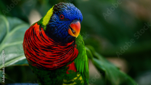 rainbow lorikeet parrot