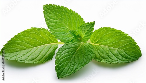 a fresh vibrant pudina mint leaf isolated on a clean white background