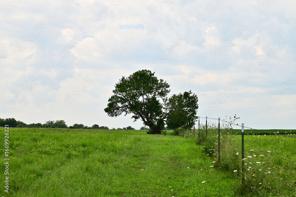 Fototapeta premium Oak Tree on a Hill in a Field