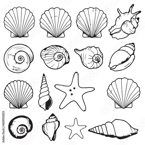 Elegant Seashell Collection A Variety of Mollusks and Echinoderms in Black and White Line Art, perfect for Coastal Decor