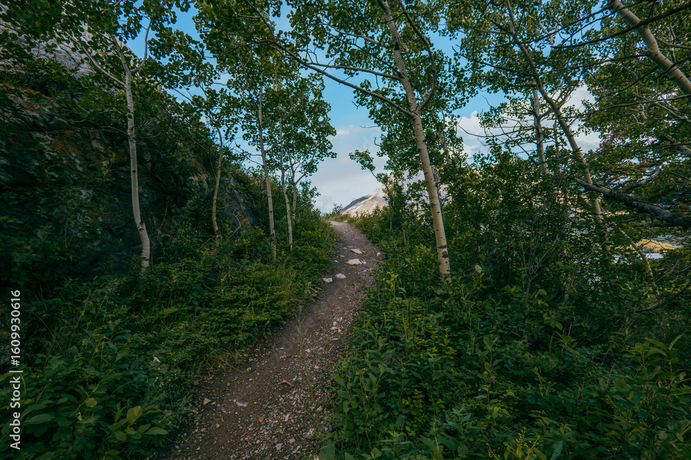 Obraz premium Hiking Trail Through Aspen Forest in Waterton Lakes