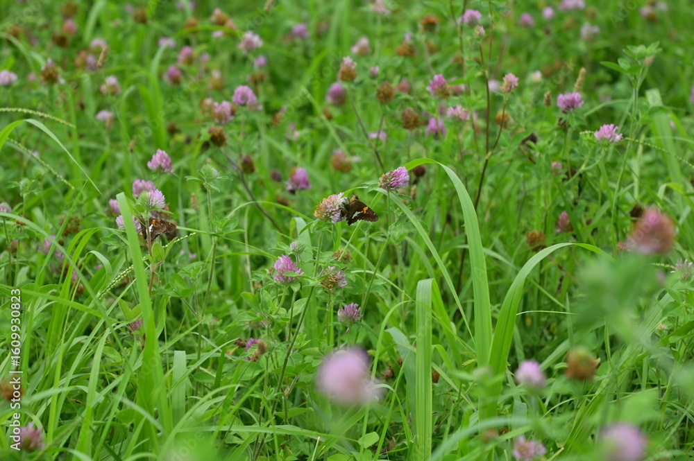 Fototapeta premium Purple Clover Flowers in a Meadow