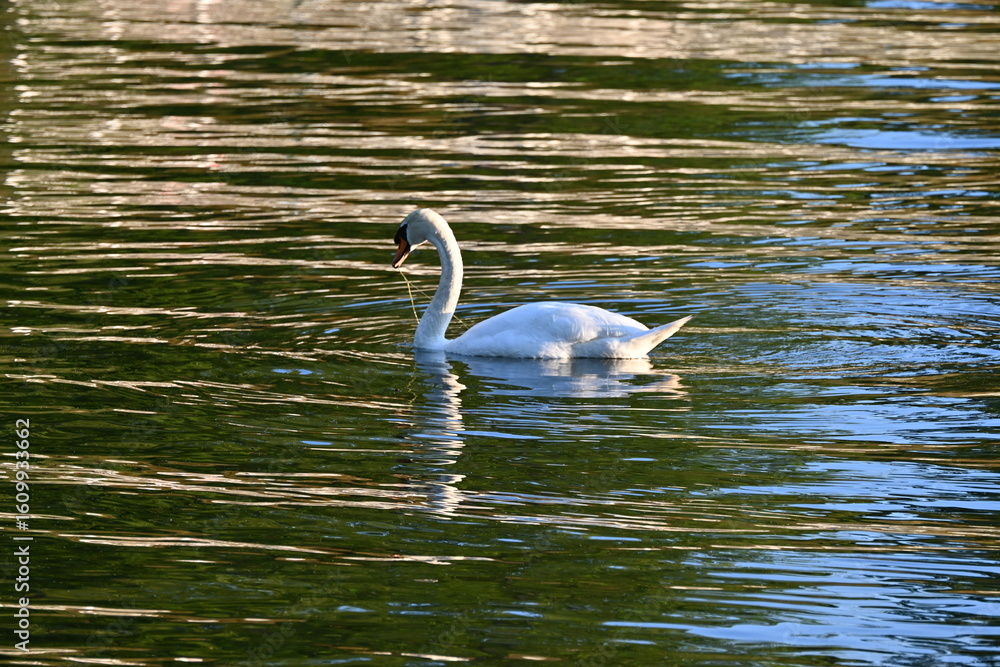 Fototapeta premium swan on the water