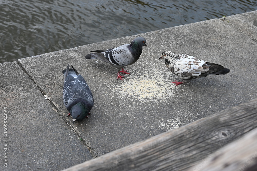 Fototapeta premium Diverse Pigeon Hangout 