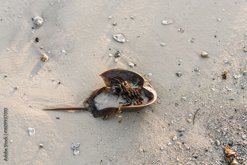 Horseshoe crab on the beach