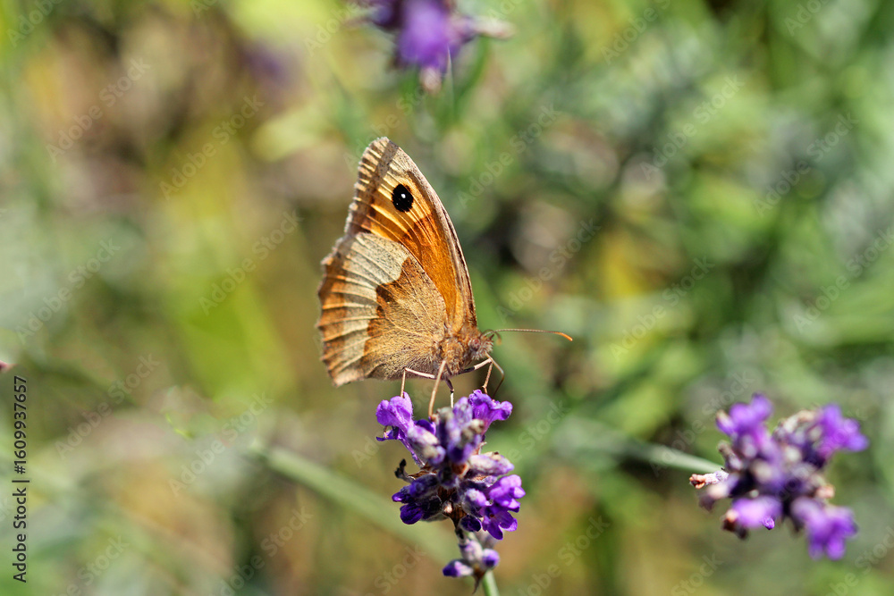 Obraz premium large ox-eye on lavender