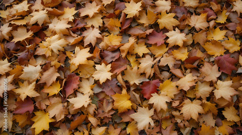 Autumn Cover of Leaves
