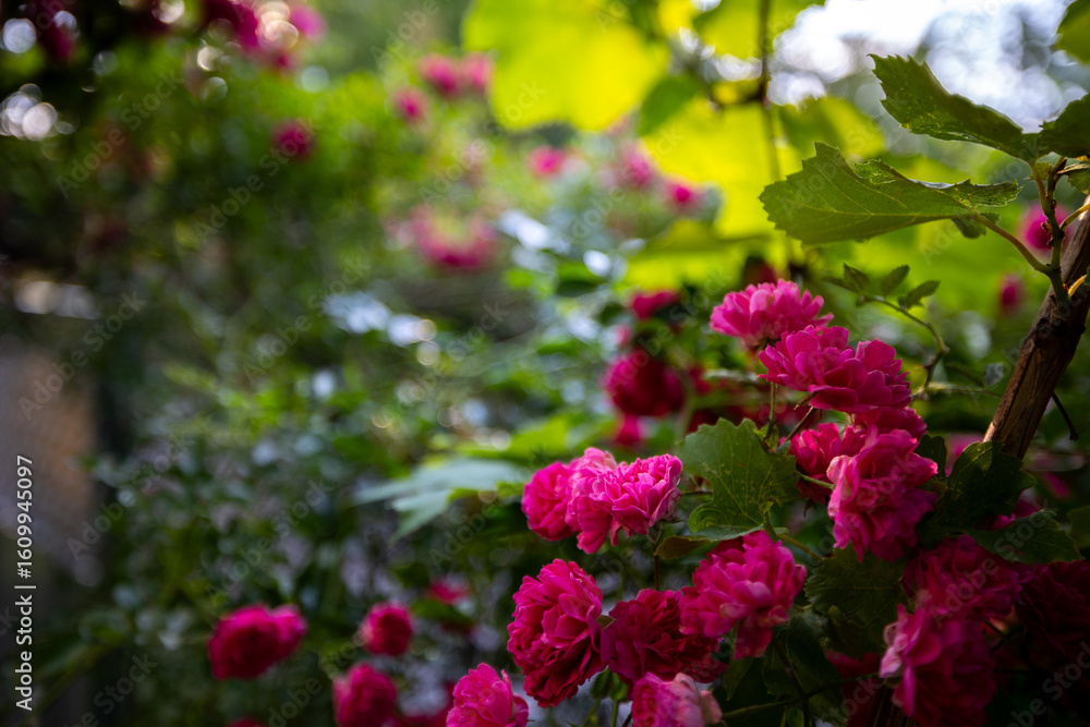 Obraz premium A large bush of vibrant pink miniature roses densely covers a fence.