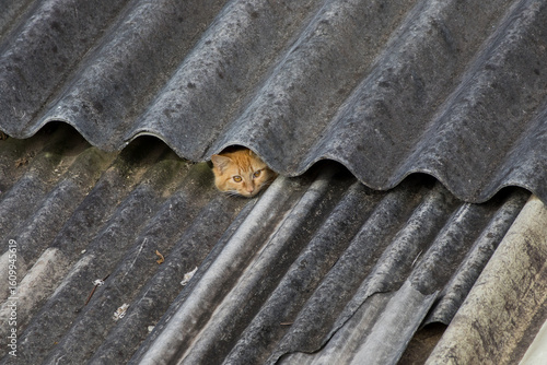 domestic yellow kitten hiding under the gap in the corrugated tile roof of the neighbor's house in the afternoon sun