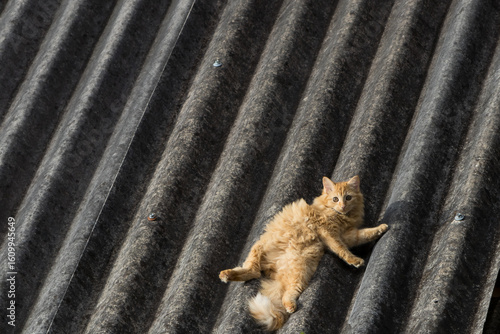 domestic yellow kitten playing on a corrugated tile roof in the afternoon sun

