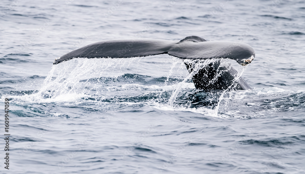 Fototapeta premium humpback whale fins in the water