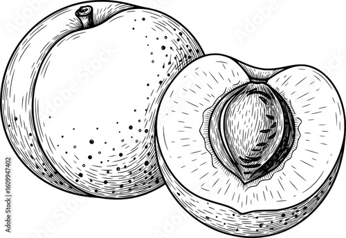 Whole and sliced apricot in hand-drawn style