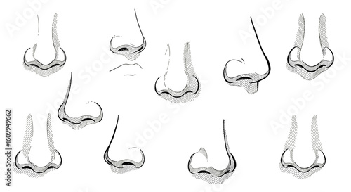 Collection of noses from different angles — vintage ink sketch doodle black and white vector illustration on white background, engraving or woodcut style