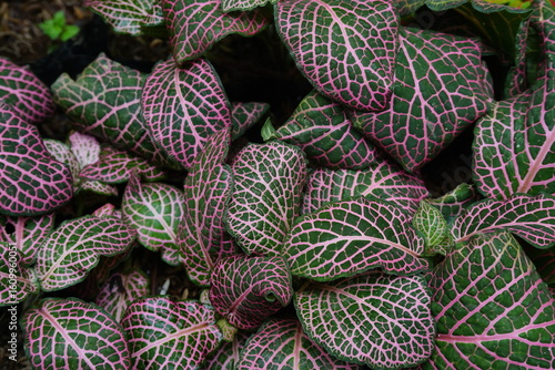 fittonia mosaic leaf in the garden