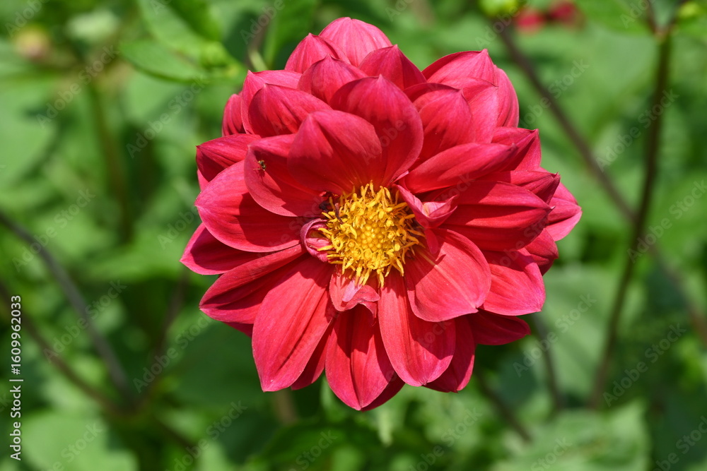 Fototapeta premium Red Dahlia Coccinea
