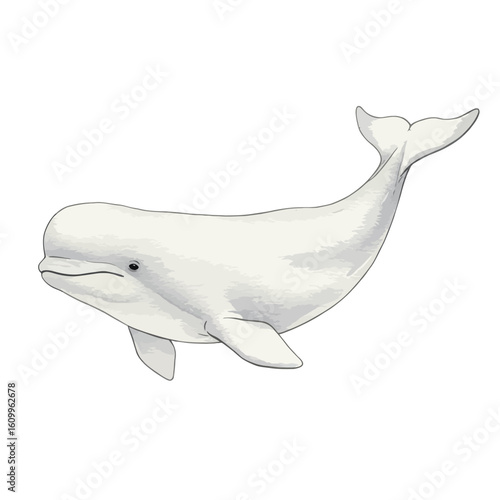 White Beluga Whale Isolated Illustration Arctic Marine Mammal Wildlife Animal Drawing