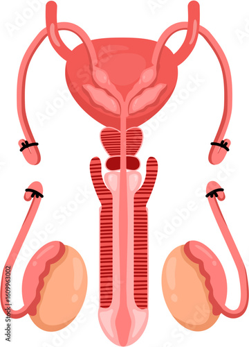 Vasectomy 