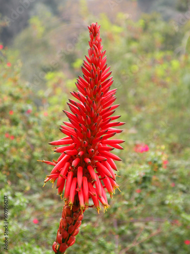 Red flowers of Aloe arborescens, also known as torch aloe