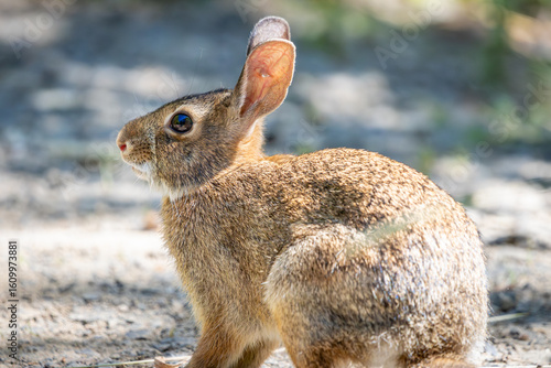 A Brush Rabbit at Oaks Bottom Wildlife Refuge in Portland Oregon