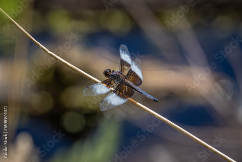 A Dragonfly on a small twig with a beautiful blurred background at Whitaker Ponds Nature Park in Portland Oregon