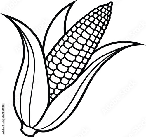 Freshly harvested sweetcorn cobs with green leaves, a healthy and organic vegetable illustration