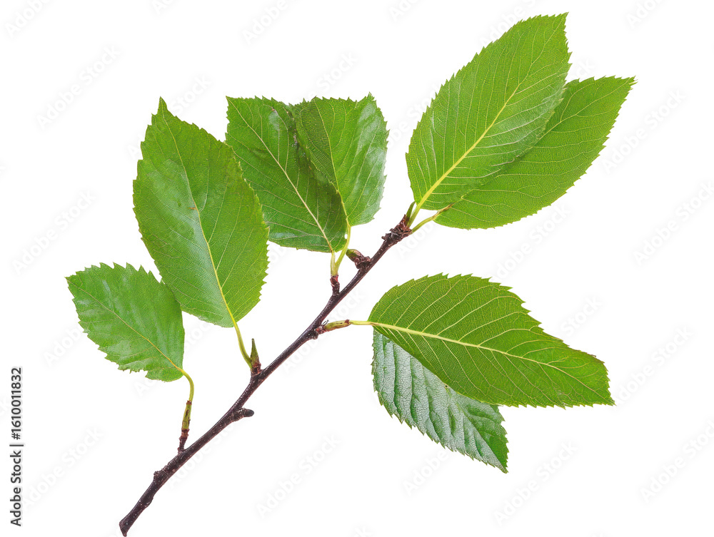 Fototapeta premium Green Leafy Branch on Transparent Background