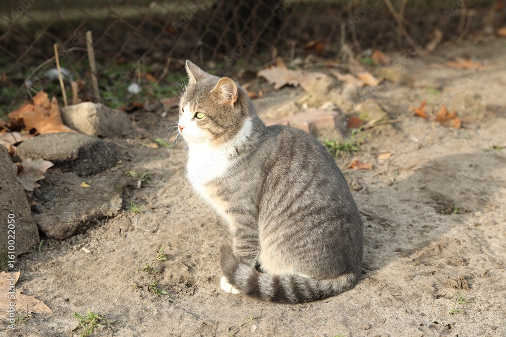 Obraz premium Lonely stray cat outdoors. Pet homelessness problem
