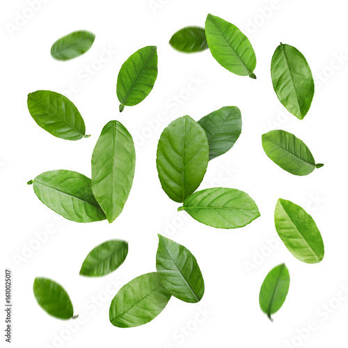 Green citrus leaves flying against white background