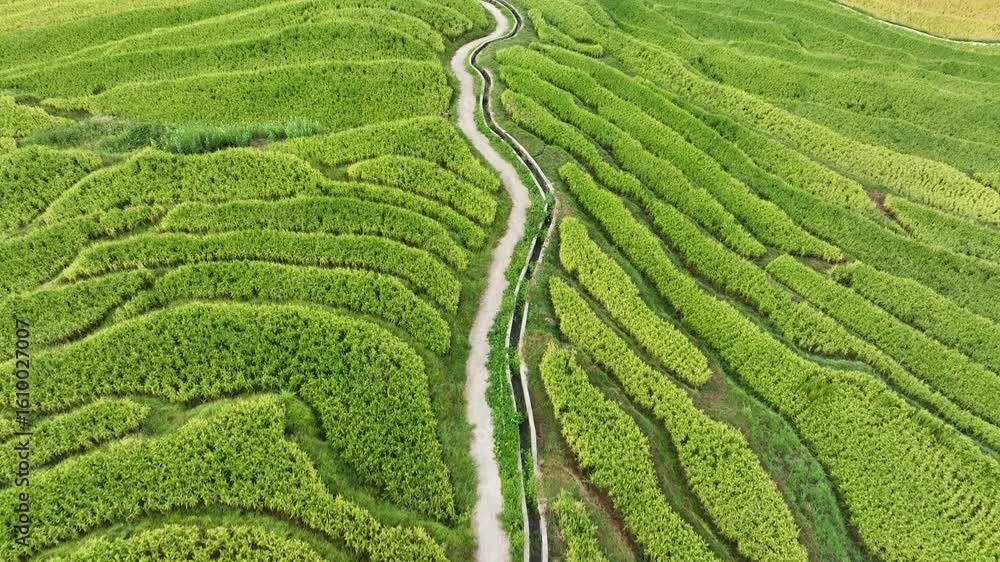 Explore the beautiful terraced rice fields in the hills during a sunny afternoon Explore the beautiful terraced rice fields in the hills during a sunny afternoon