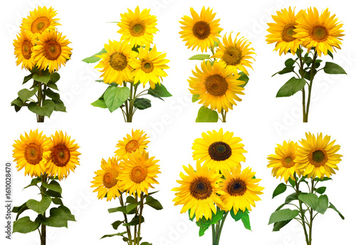 Sunflowers collection various bouquet isolated on white background. Sun symbol. Flowers yellow, agriculture. Seeds and oil. Flat lay, top view. Bio. Eco