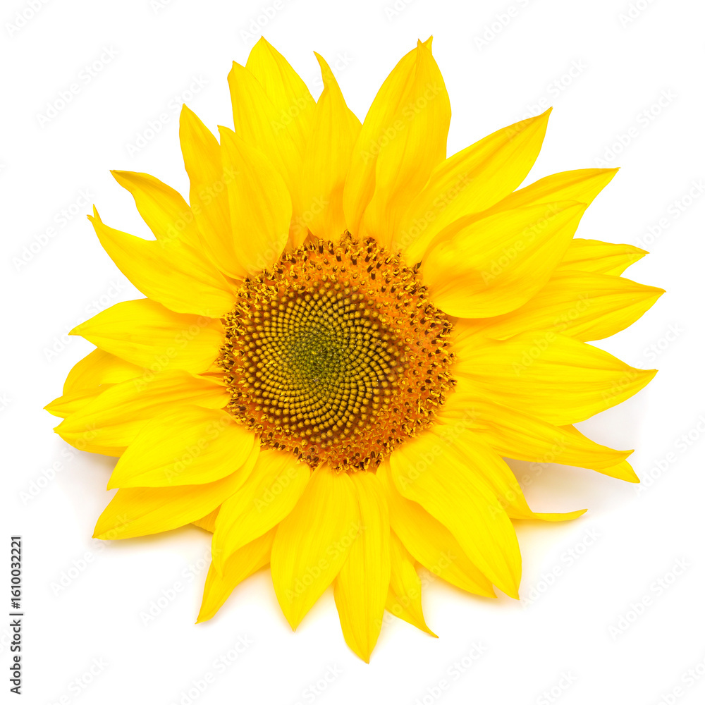 Fototapeta premium Sunflower head isolated on white background. Sun symbol. Flowers yellow, agriculture. Seeds and oil