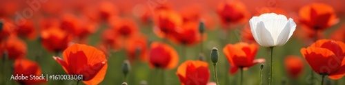 Ocean of red poppies, solitary white poppy blooms, unique, poppies, bloom