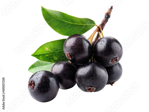 Dark purple berries with green leaves on black background aronia berry, Png Transparent, Isolated on White