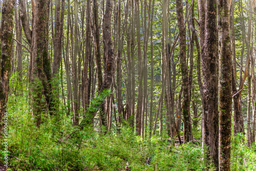 Wallpaper Mural The Bonito River Waterfall, surrounded by forests and mountains, is a tourist attraction in Villa La Angostura, Argentina. Torontodigital.ca