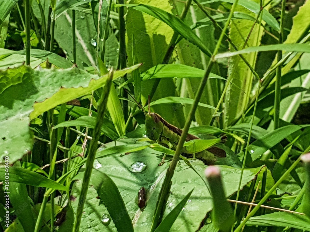 Obraz premium A vibrant green grasshopper perches on a leaf adorned with dew drops, surrounded by lush natural foliage.